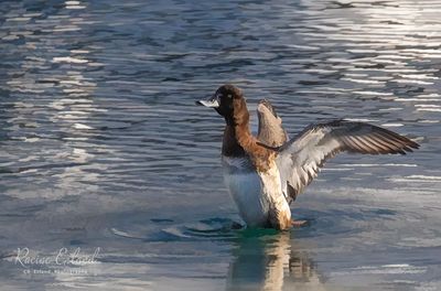 <br>Racine Erland<br>November 2023<br>Lesser or Greater Scaup