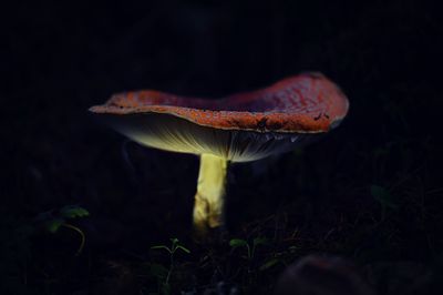 g13/54/364954/3/174314745.ddee4dea.JPEG
