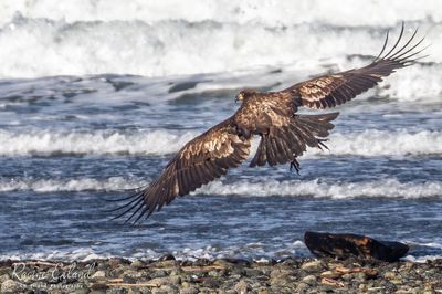 <br>Racine Erland<br>February 2024<br>Gathering for the Herring Feast