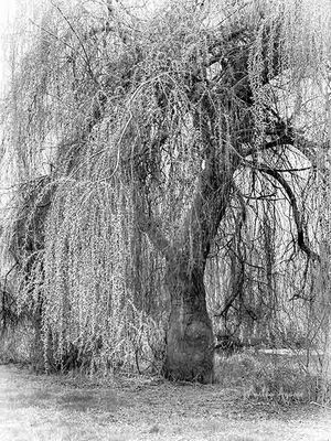 <br>Martha Aguero<br>March 2024<br>Weeping Willow 1