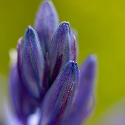 <br>Lynn Harnish<br>Blossoms<br>Field Trip - April 15-30, 2024<br>Bluebells