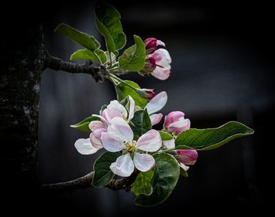 <br>Carl Erland<br>April 2024<br>Apple Blossoms