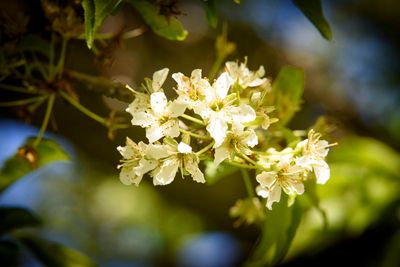 <br>Randy Blake<br>April 2024<br>Plum Blossoms