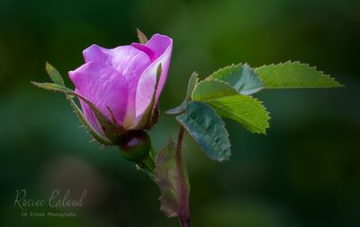 <br>Racine Erland<br>May 2024<br>Wild Rose