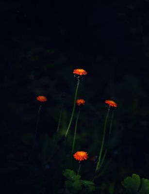g13/54/364954/3/174783190.86b19410.JPEG