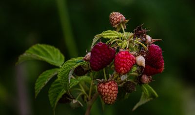 g13/54/364954/3/174825987.d5778c1b.JPEG