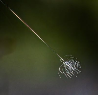 g13/54/364954/3/174863200.63bc2a73.JPEG