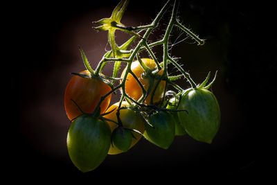 <br>Carl Erland<br>September 2024<br>October Tomatoes