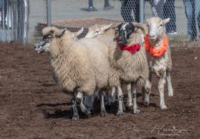 <br>Jan Heerwagen<br>Cowichan Exhibition 12-15 Sep 2024<br>Performing for Crowd