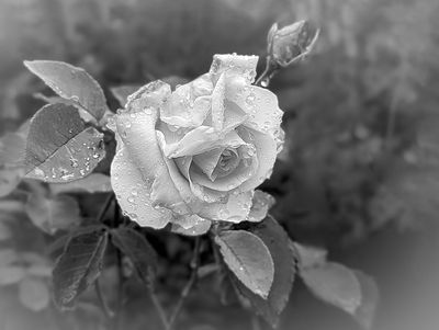 CAPA 2024 Black and White