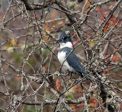 <br>Willie Harvie<br>November 2024<br>Kingfisher