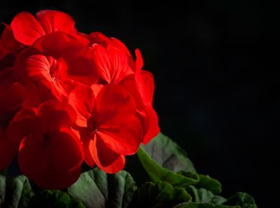 g13/54/364954/3/175279820.d214c3d8.JPEG