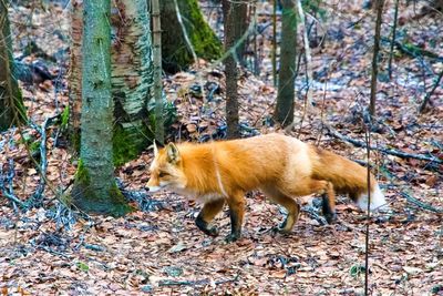 * Field Trip: Wildlife, Creatures, Critters and Pets - Feb 15-28 Pacific Northwest Raptors - Feb 15, 2025 Closed