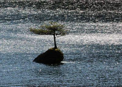<br>Willie Harvie<br>Theme Water - April 1 - 15, 2025<br>Fairy tree 