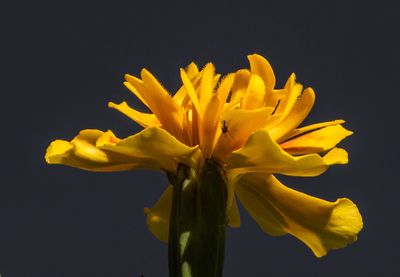 g13/54/364954/3/175401720.41cc55f4.JPEG