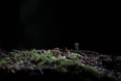g13/54/364954/3/175620724.a97066f2.JPEG