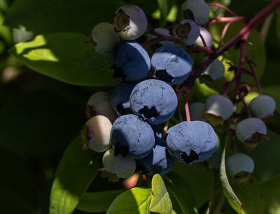 g13/54/364954/3/175654059.88aaada2.JPEG