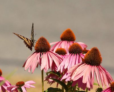 Photos of the Month - August 2025