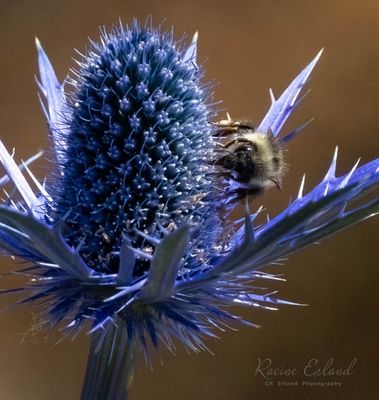 * 2025 Summer Photo Challenge
