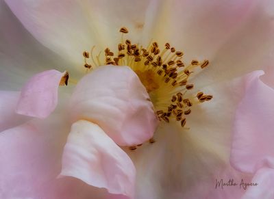 Photos of the Month - August 2025