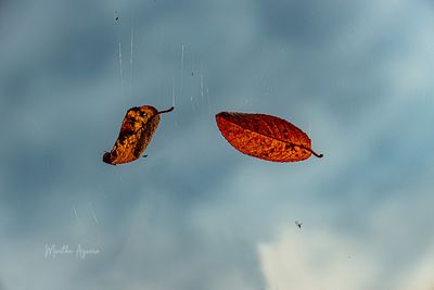 * 2025 Summer Photo Challenge Closing October 6, 2025