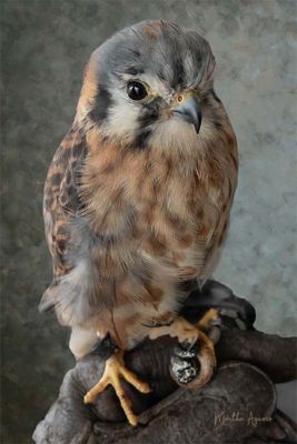 <br> Martha Aguero<br>September 2025<br>Smallest Falcon