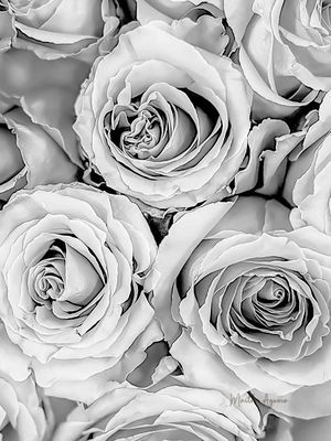 Photos of the Month - September 2025