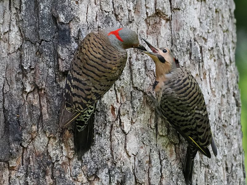 Flicker Feeding Fledgling 1 wk1_P6280506.jpg