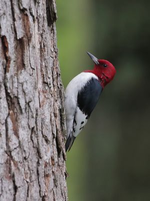 Wildlife and not so Wildlife