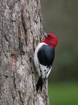 Red-headed Woodpecker 2 origwk1_MG_1459.jpg