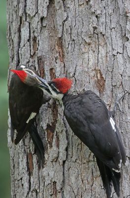 Pileated Feeding 1 Origwk1_MG_1752.jpg