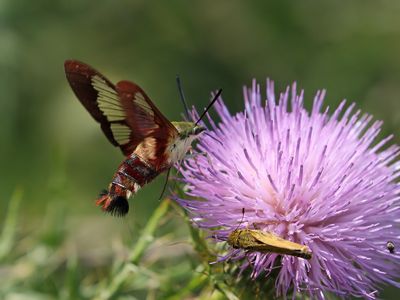 Clearwing Hummingbird Moth 1 Origwk1_MG_1946.jpg