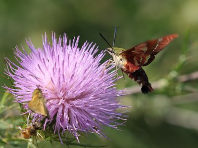 Clearwing Hummingbird Moth 2 Origwk1__MG_1950.jpg