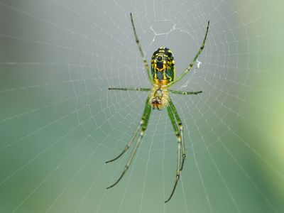 Orchard Orbweaver 2 wk1 P6140010.jpg