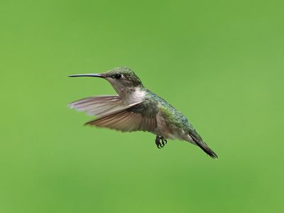 Hummer IF 1wk1 P6160031.jpg