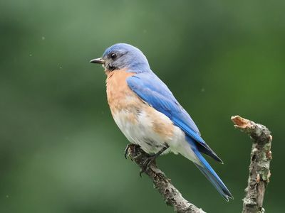 Bluebird in Rain 1 wk1_P6170015.jpg