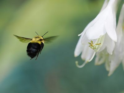 Bumble Bee In Flight 1 wk1_P6200158.jpg