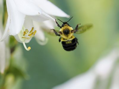 Bumble Bee In Flight 2 wk1_P6200169.jpg