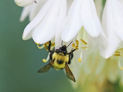 Bumble Bee on Hosta 1 wk1_P6200128.jpg