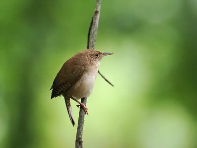 House Wren 1 wk1_P6170046.jpg
