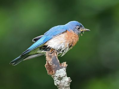 Soaked Bluebird 1 wk1_P6170064.jpg