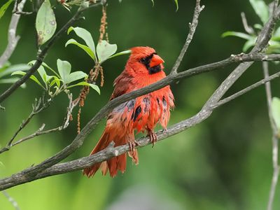 Soaked Cardinal 1 wk1_P6170067.jpg