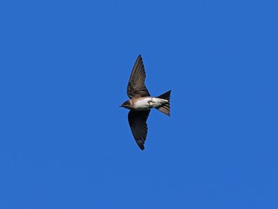 Purple Martin in Flight 1 wk1_P6290061.jpg