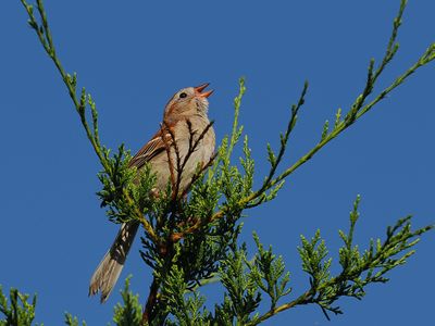 Field Sparrow 1 wk1_P6290067.jpg