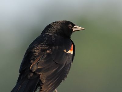 Redwing Blackbird 1wk1_P7030164.jpg
