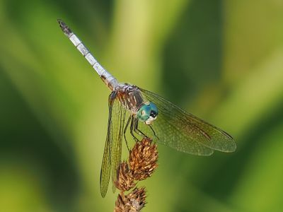 Blue Dasher 1wk1_P7030174.jpg