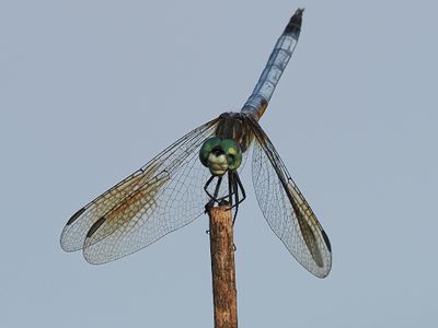 Blue Dasher 2wk1_P7030666.jpg