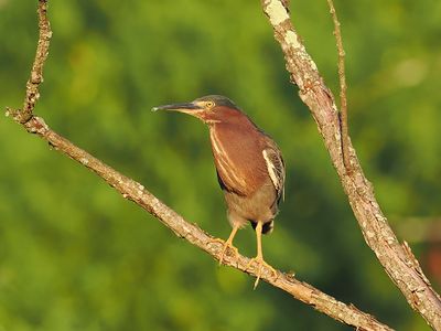 Green Heron 2wk1_P7030045.jpg