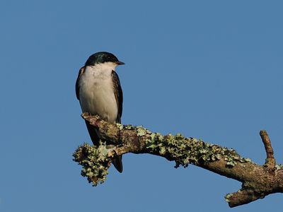 Tree Swallow 1wk1_P7030188.jpg