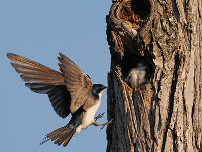 Tree Swallow 2wk1_P7030202.jpg